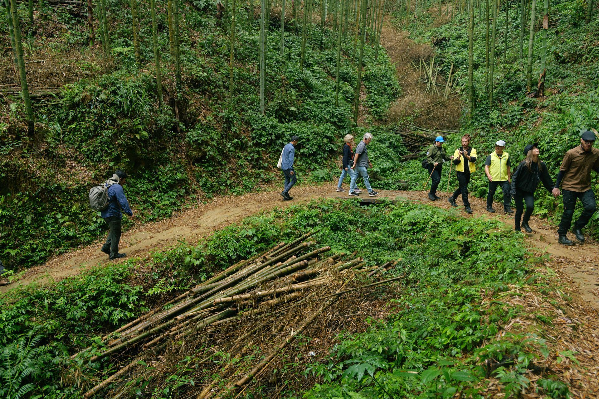 London Design Awards Winner - Forest therapy