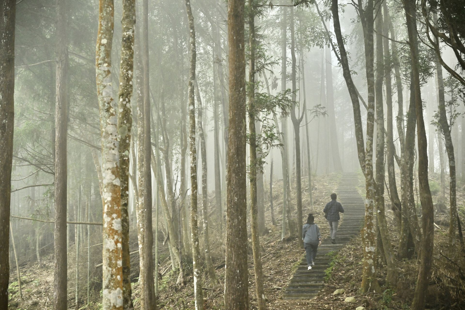 London Design Awards Winner - Forest therapy