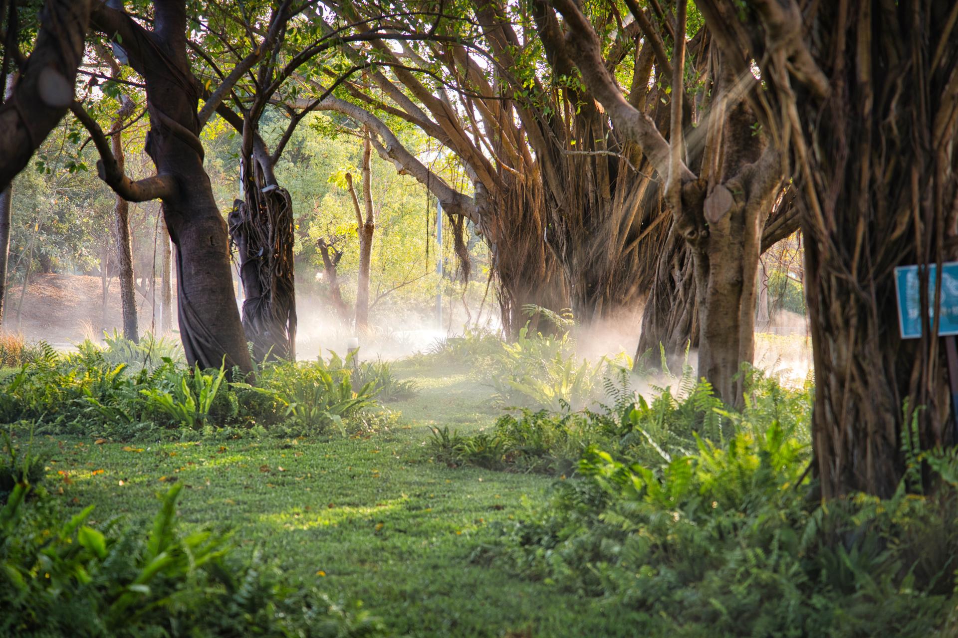 London Design Awards Winner - Neiwei Natural Misty Forest