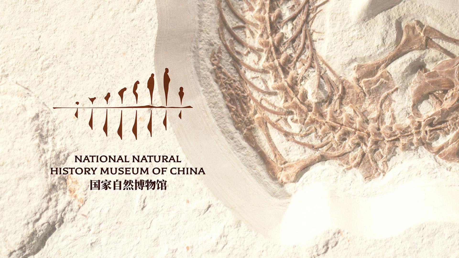London Design Awards Winner - 国家自然博物馆NATIONAL NATURAL HISTORY MUSEUM OF CHINA