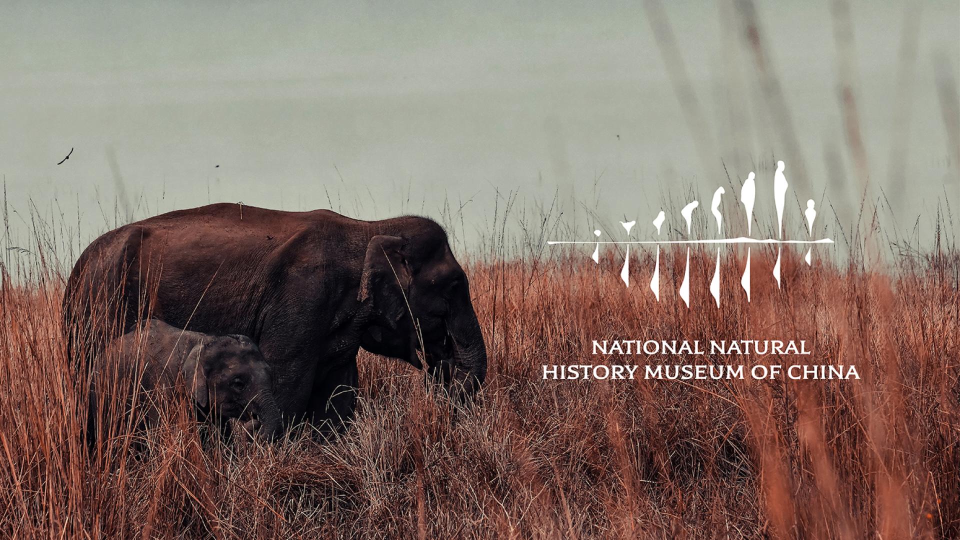 London Design Awards Winner - 国家自然博物馆NATIONAL NATURAL HISTORY MUSEUM OF CHINA