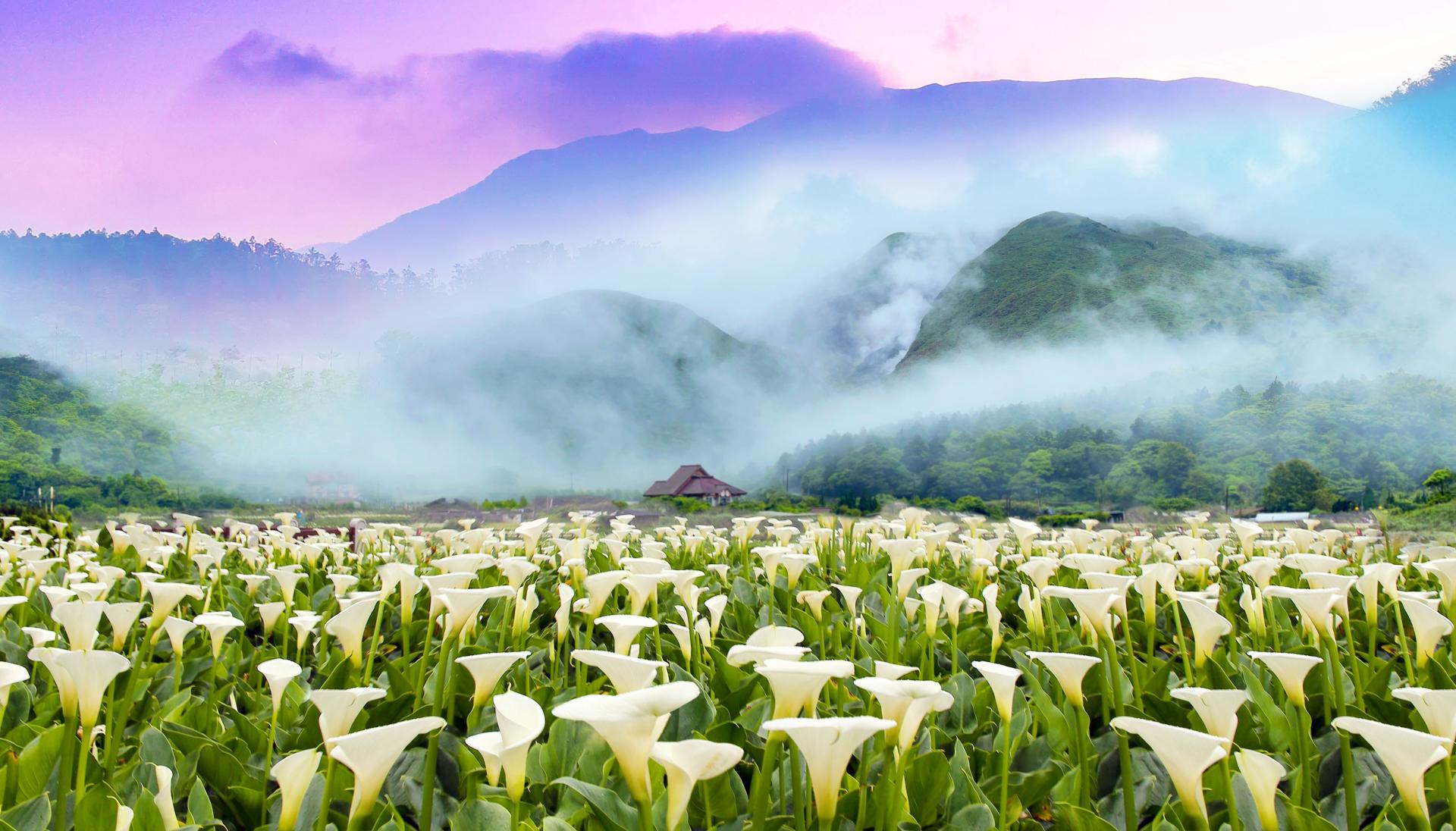 London Design Awards Winner - Flowers In Taipei