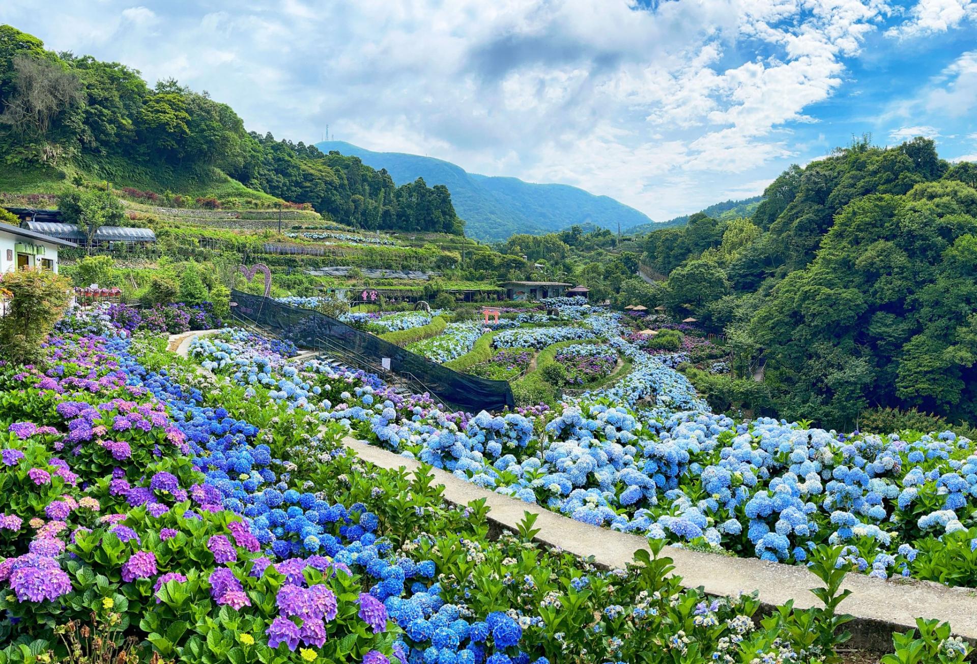 London Design Awards Winner - Flowers In Taipei