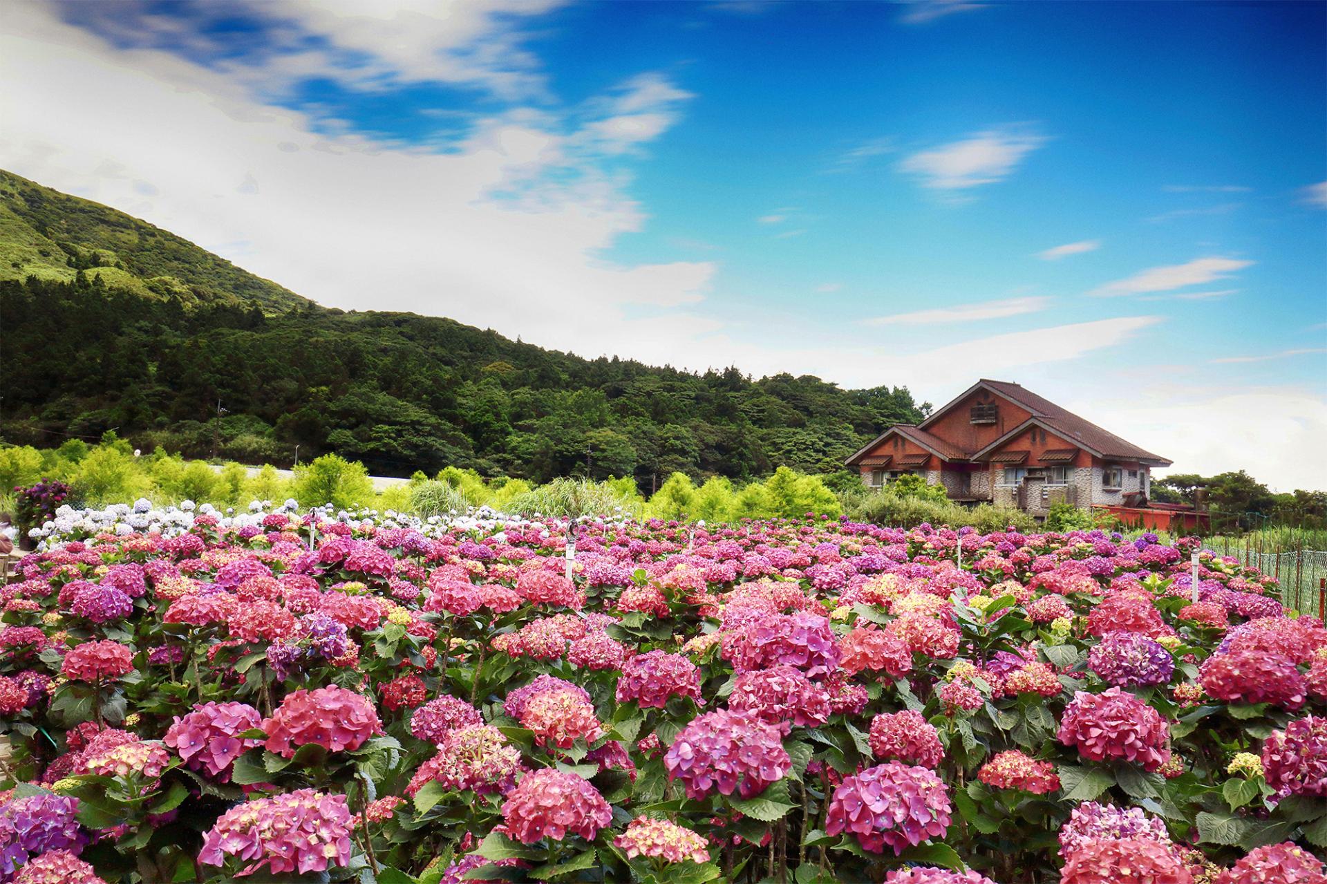 London Design Awards Winner - Flowers In Taipei