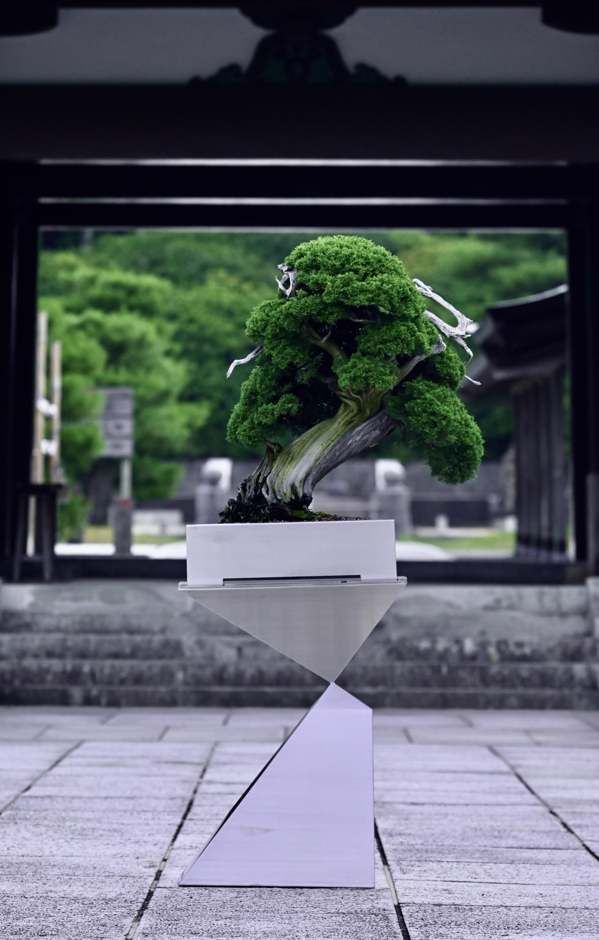 London Design Awards Winner - Scapes BONSAI