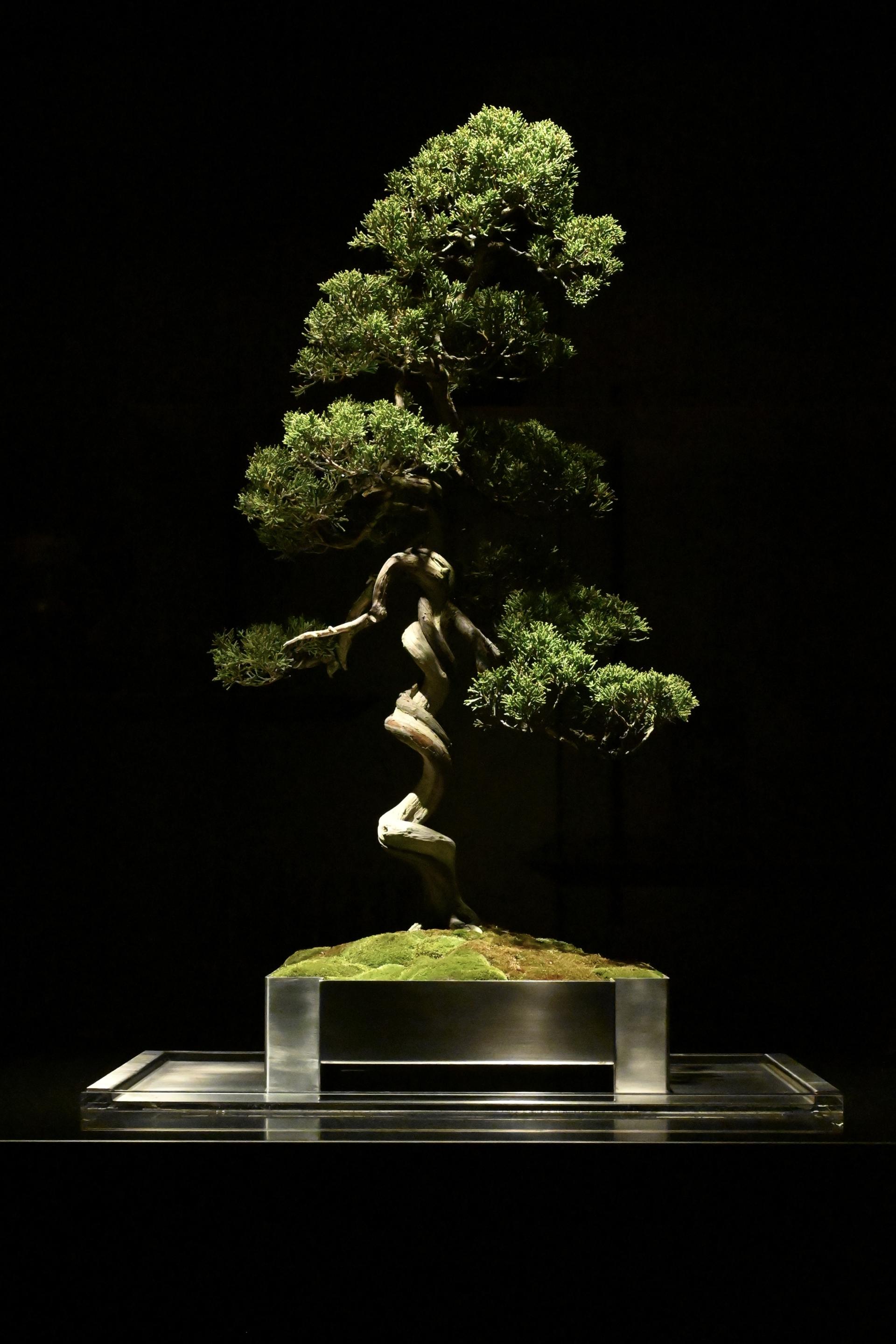 London Design Awards Winner - Scapes BONSAI