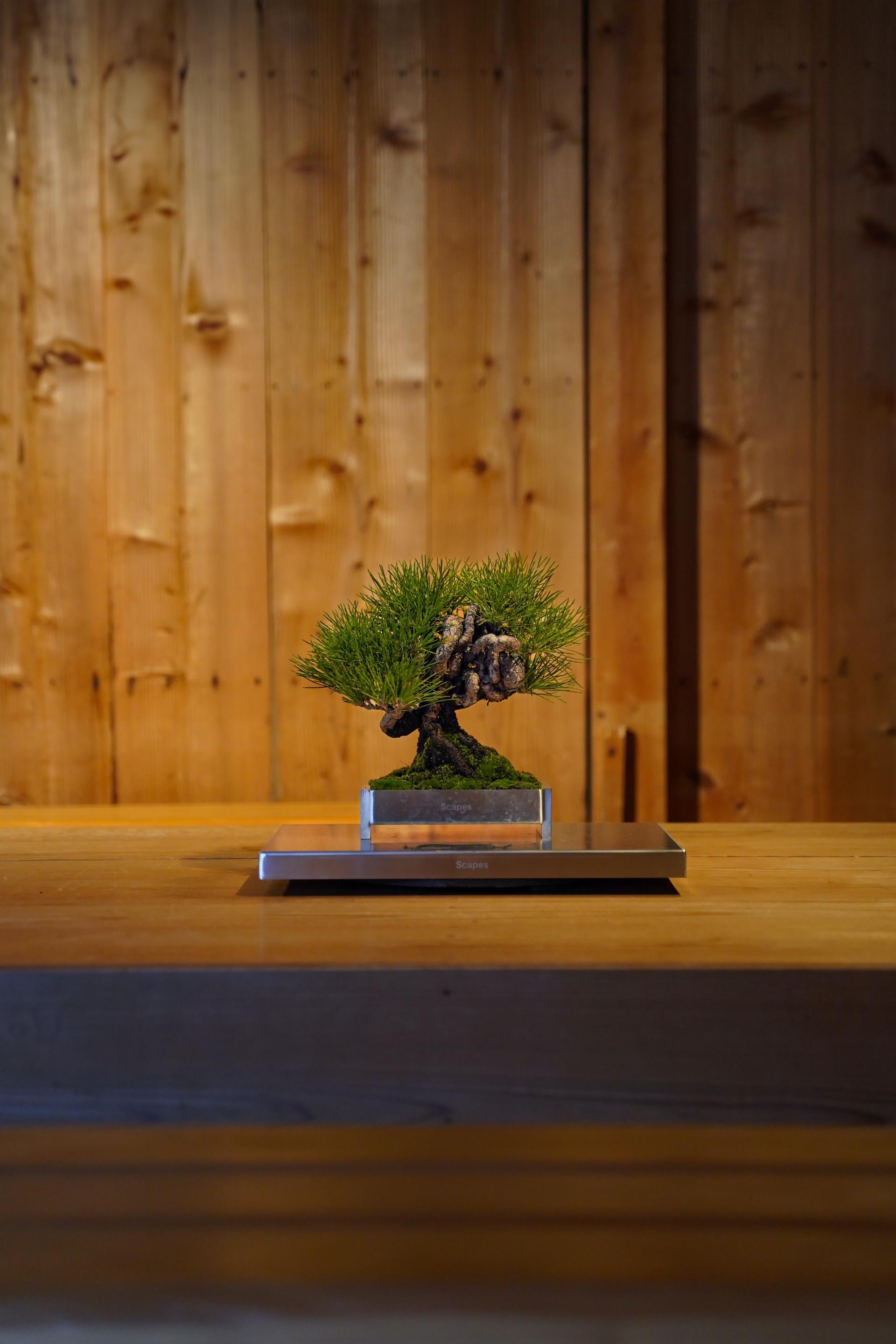 London Design Awards Winner - Scapes BONSAI