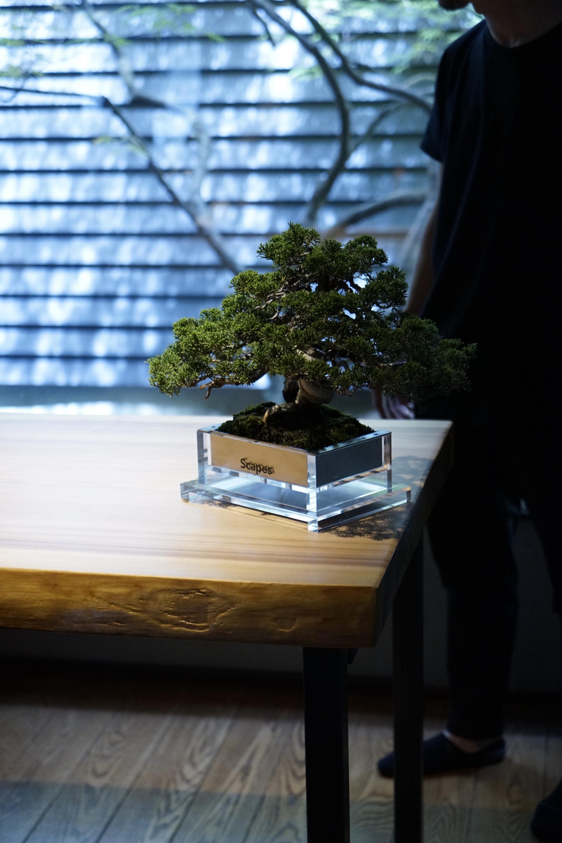 London Design Awards Winner - Scapes BONSAI