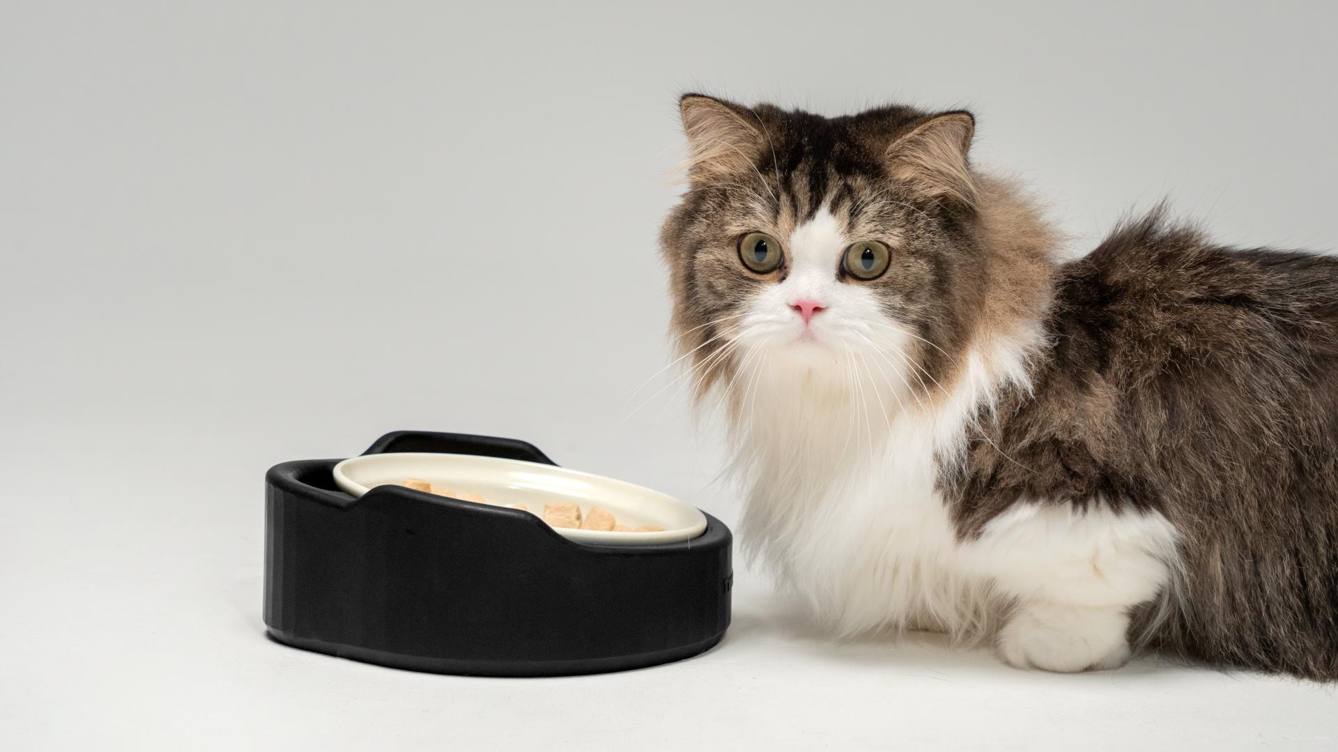 London Design Awards Winner - Bowl for Short-Legged Cats and Dogs