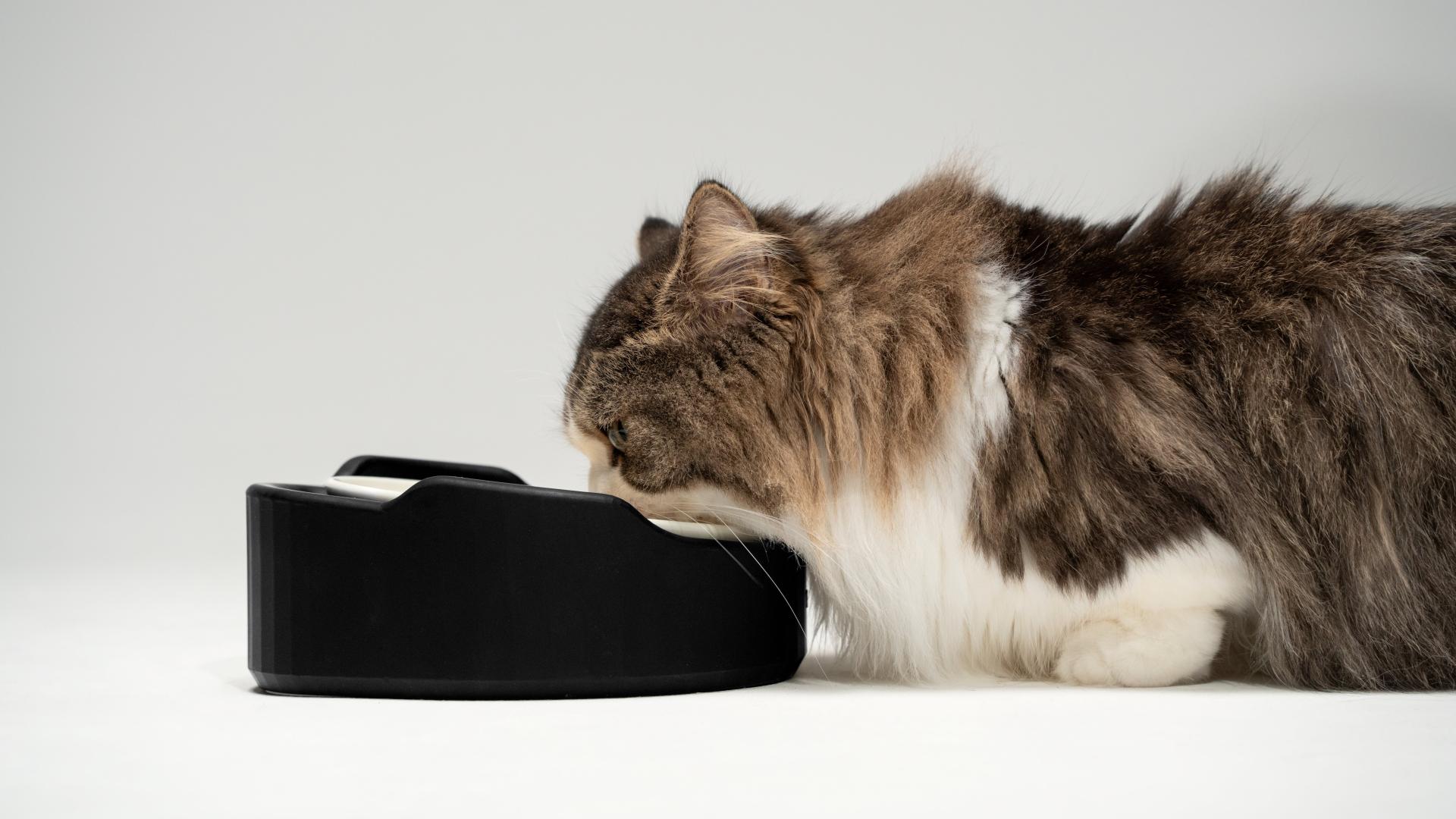 London Design Awards Winner - Bowl for Short-Legged Cats and Dogs