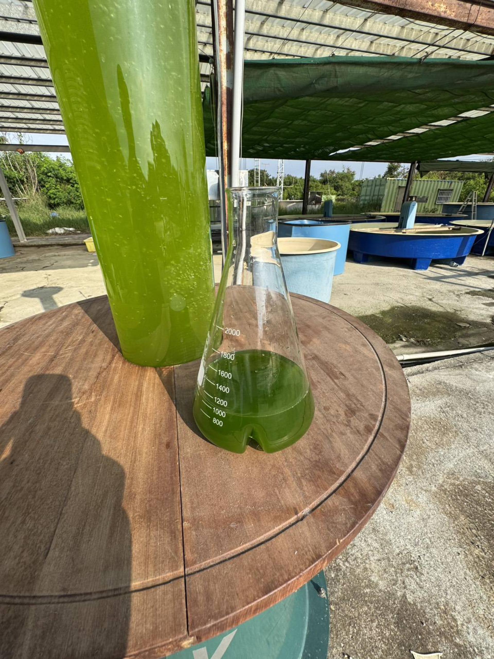 London Design Awards Winner - Bright Net-Zero Lamp: Algae-Powered Smart Light