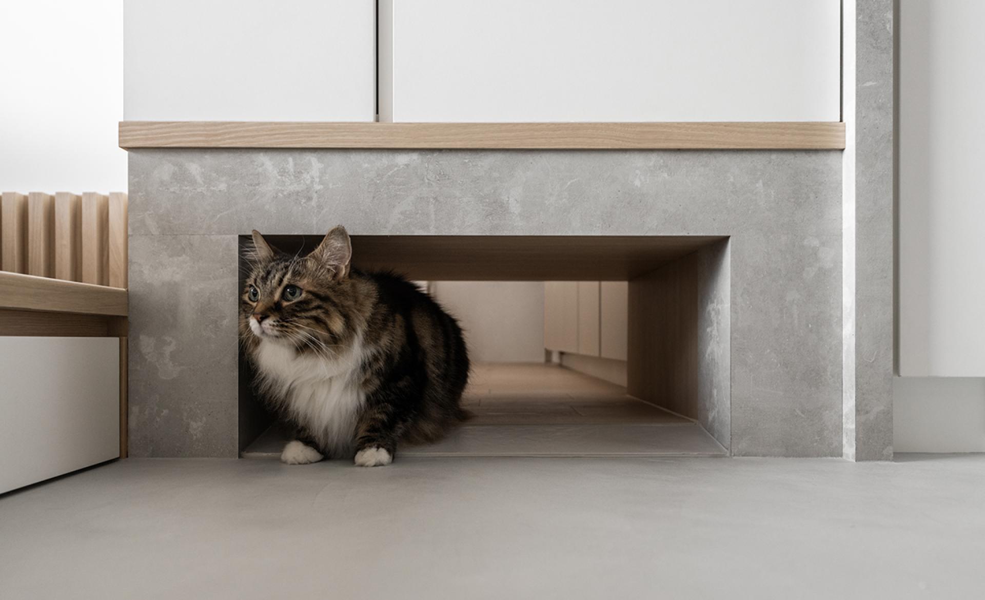 London Design Awards Winner - Catscape