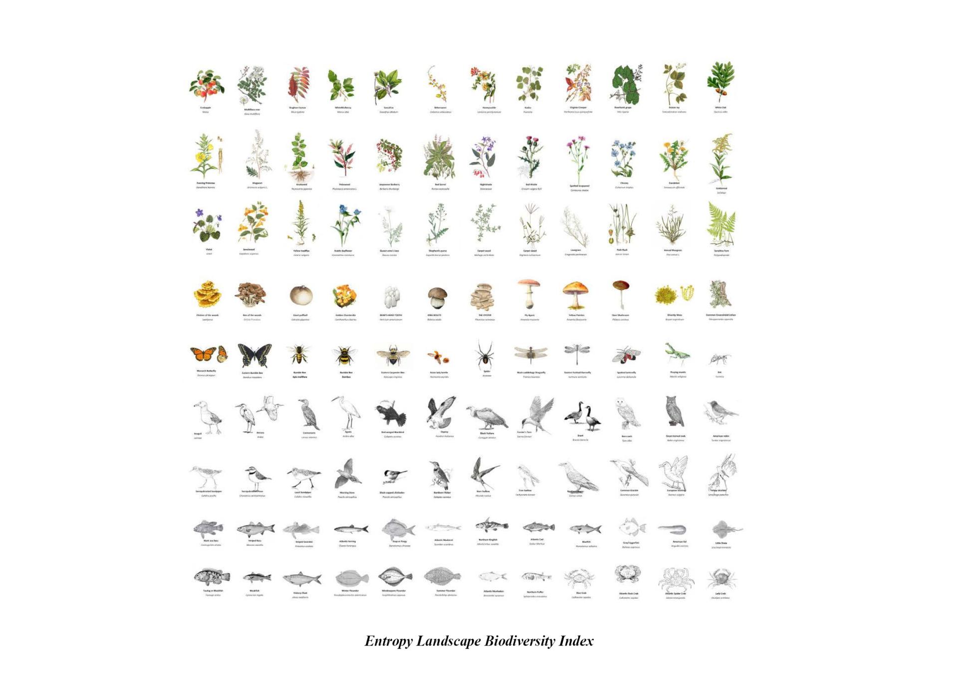 London Design Awards Winner - Reimagining South Bronx through Urban Entropy Rewilding