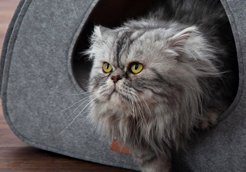 London Design Winner - Vimzooo Pet Beds Collection