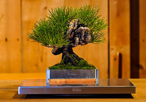 London Design Winner - Scapes - Scapes BONSAI
