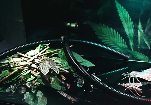 London Design Awards - Edible Insects